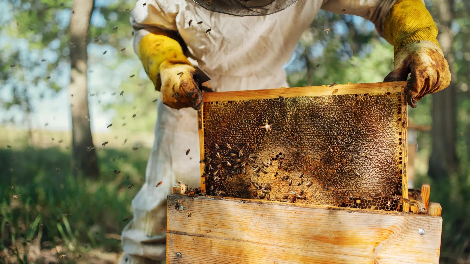 beekeeping tour in the Pyrenees